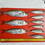 Луфарь в темноте: серия поклёвок с 5:30 до рассвета, днём — карандаши и пауза