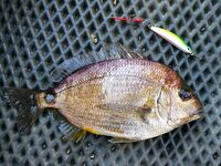 ПВХ под северо-восток 3 м/с: 3 кг отборной рыбы, крутило на якоре до девяти