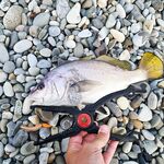 Сарган железо не хочет: беру 3–5 «шнурков» за выход и лечусь заменой приманки