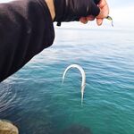 Сарган у нас игнорирует железо, клюёт на бомбарды — шнурки лишь любопытствуют