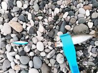 Абхазия, ноябрь: Айтар — редкий сарган, пирс Сухума — тихо, Гагры — ставрида на сабики