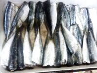 Дождик моросил, ставрида капризничала, но маринад уже ждёт в банке