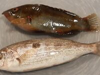 Опознание улова: среди саргана и чуларки попались зеленуха и каменный окунь