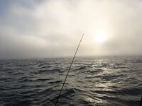 Последний выезд года: туман, северняк и пассивный луфарь, а ставрида с окунем держали темп