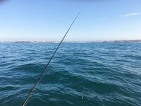 Последний выезд года: туман, северняк и пассивный луфарь, а ставрида с окунем держали темп