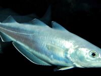 Тресковые в Чёрном море: мерланг-голяк без промыслового значения, черная точка у хвоста