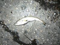 Большой Утриш: мерланг-голяк на фото, сессия пустая, зато точку отметил на карте