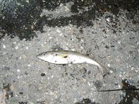 Большой Утриш: мерланг-голяк на фото, сессия пустая, зато точку отметил на карте