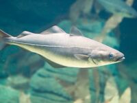 Мерланг против пикши: смотрим линию вдоль тела и расстояние между брюшными плавниками