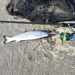 Редкий гость у берега: зафиксировал наблюдение и сравню с прошлогодними заметками