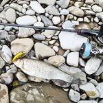 Чёрное море без ставриды и барабули, рыбалка буксует: держим паузу и ждём подхода