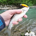 Чёрное море без ставриды и барабули, рыбалка буксует: держим паузу и ждём подхода