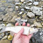 Чёрное море без ставриды и барабули, рыбалка буксует: держим паузу и ждём подхода