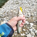 Чёрное море без ставриды и барабули, рыбалка буксует: держим паузу и ждём подхода