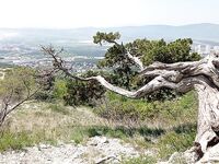 Геленджик, Тонкий мыс: смарида на мах и кивок; вода 11–12°, микроджиг уступил