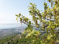 Геленджик, Тонкий мыс: смарида на мах и кивок; вода 11–12°, микроджиг уступил