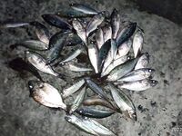 Геленджик, Тонкий мыс: смарида на мах и кивок; вода 11–12°, микроджиг уступил