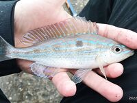 Геленджик, Тонкий мыс: смарида на мах и кивок; вода 11–12°, микроджиг уступил