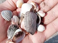 Геленджик, Тонкий мыс: смарида на мах и кивок; вода 11–12°, микроджиг уступил