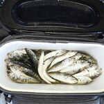 Севастополь: вода теплеет, ставрида крупнеет — с 4 до 6 уже веселее