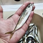 Севастополь: вода теплеет, ставрида крупнеет — с 4 до 6 уже веселее