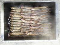 Новый Свет: ставридку и вялили, и тушили, и коптили — фото семье не показываю