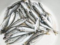 Вечер на бунах под ставридку: почти каждый провод — клюёт, бонус горбылик