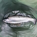 Пауза по барабуле: червя хватит, семья наелась; проверил беглянку — держится