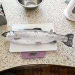 Пауза по барабуле: червя хватит, семья наелась; проверил беглянку — держится