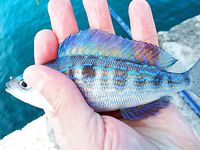 Смарида во всей весенней красе: короткие точки ото дна, деликатная подача