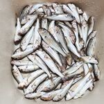 Подвижные крючки — и порядок: утренний червь с 6 до 9, дождь не помеха