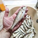 Подвижные крючки — и порядок: утренний червь с 6 до 9, дождь не помеха