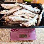 Подвижные крючки — и порядок: утренний червь с 6 до 9, дождь не помеха