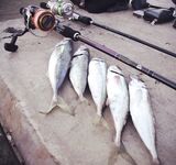 С прогревом воды подойдёт крупная ставрида 25+: ловля будет до середины июля