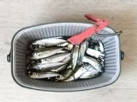 УЛ-«первая кровь»: ночной микроджиг, бомбарда тикт улетела, чебурашка тоже