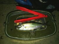 Ерш забастовал — ставрида пошла: тироль 6 г и такеда саламандра 5 см решают