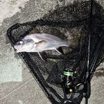 Морская рыбалка на Чёрном море: подсачек обязателен при ставриде на ультралайт