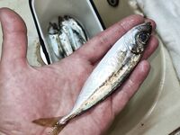 Морская рыбалка на Чёрном море: подсачек обязателен при ставриде на ультралайт