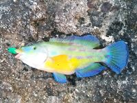 Камни, «мокрая тряпочка» и дракон на ногу: морская рыбалка в стиле паркура