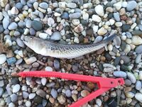 Камни, «мокрая тряпочка» и дракон на ногу: морская рыбалка в стиле паркура