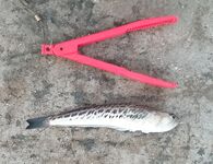 Пилькер в сумерках: кулинарные качества подтверждены на свежем улове