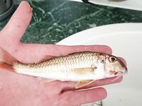 Штиль, дельфины и барабулька: морская рыбалка между ливнями у Туапсе