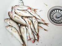 Штиль, дельфины и барабулька: морская рыбалка между ливнями у Туапсе