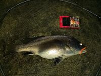 Ставридзилла у берега: ночная рыбалка на отводной, визг фрикциона и моховик