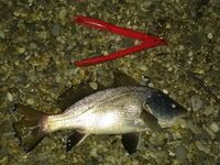 Морская рыбалка 2022: крупный ерш весь день, горбылик на ультрик и промахи по карасю