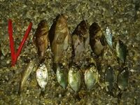 Морская рыбалка 2022: крупный ерш весь день, горбылик на ультрик и промахи по карасю