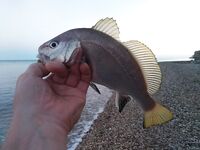 Ходовая охота за карасём: горбыль на первом забросе и 50% сходов на ветру