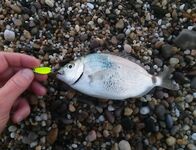 Ходовая охота за карасём: горбыль на первом забросе и 50% сходов на ветру