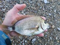 Ходовая охота за карасём: горбыль на первом забросе и 50% сходов на ветру