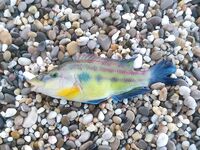 Ходовая охота за карасём: горбыль на первом забросе и 50% сходов на ветру